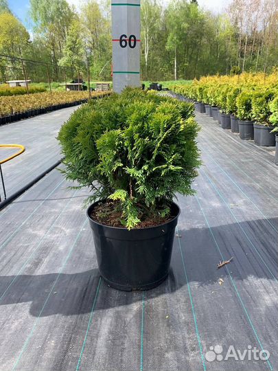 Туя Даника из питомника