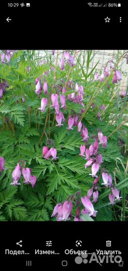 Садовые многолетники