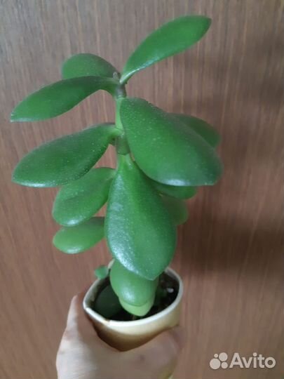 Крассула Толстянка разные