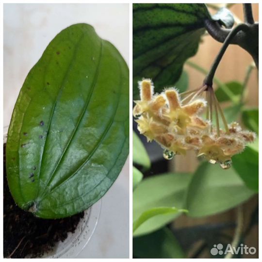 Цветок Хойя