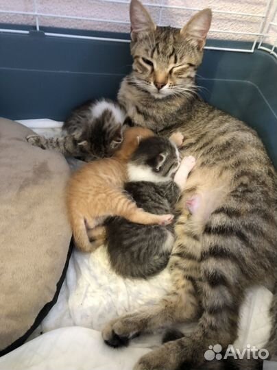 Шура очень маленькое чудоИщем порядочную семью