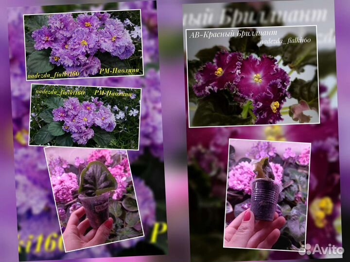 Фиалки сортовые