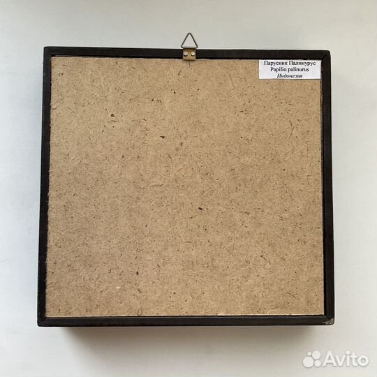 Бабочка в рамке Papilio palinurus