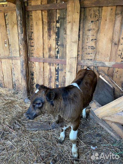 Телёнок - бычок