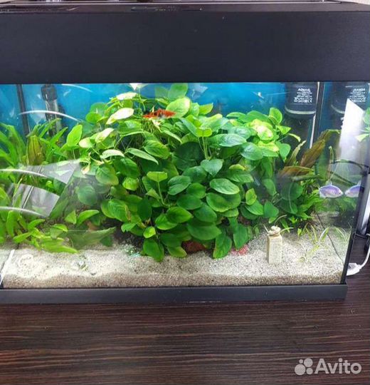 Обслуживание аквариума