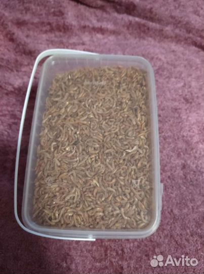 Гаммарус сухой