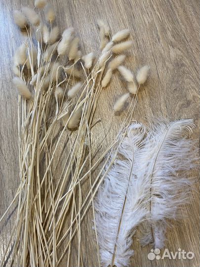 Сухоцветы (пампасная трава, Лунария)