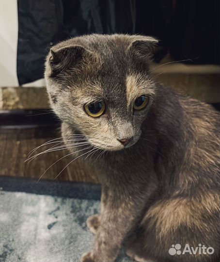 Молодая кошечка, очень ласковая