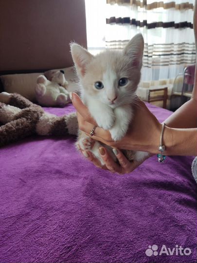 Котята домашний в дар
