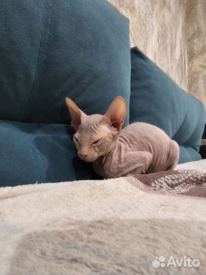 Донской сфинкс котята