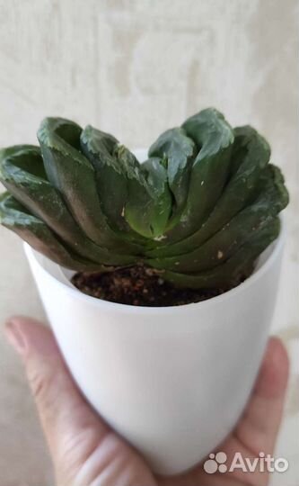 Хавортия трунката