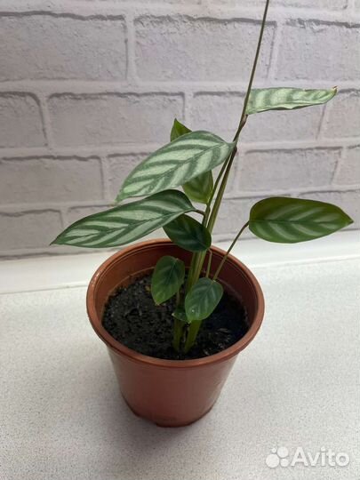 Цветы комнатные