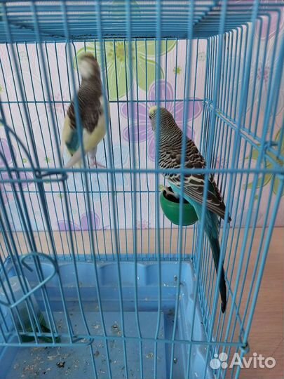 Волнистый попугай