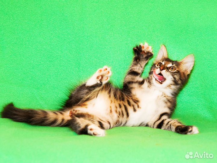 Пушистый полосатый котенок-девочка Рыська 2,5мес