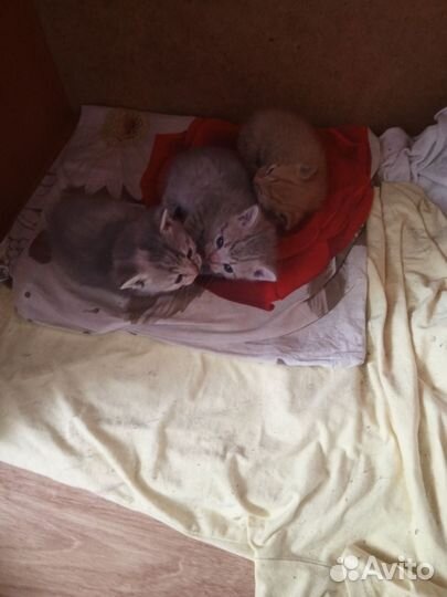 Котята в добрые руки