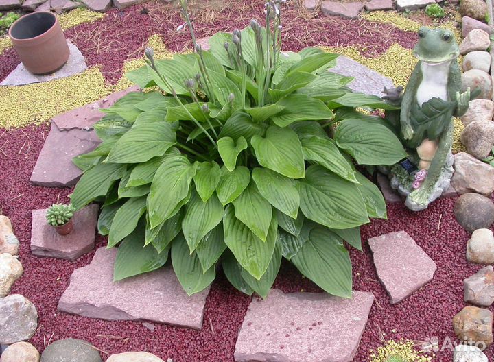 Хоста два вида и камушки