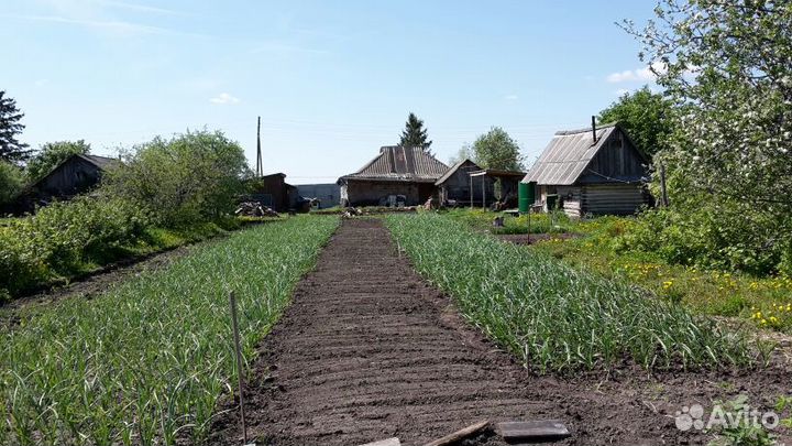 Чеснок домашний