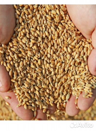 Зерно, сено