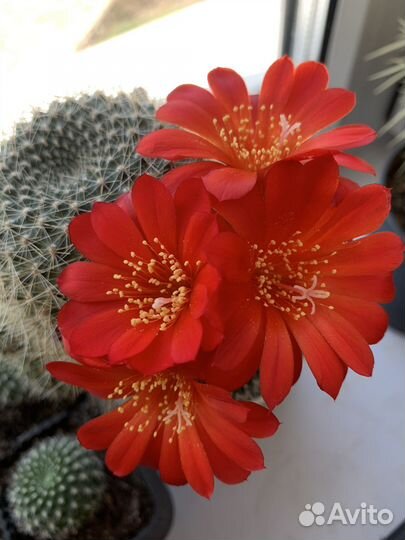 Кактус Ребуция укоренённые детки
