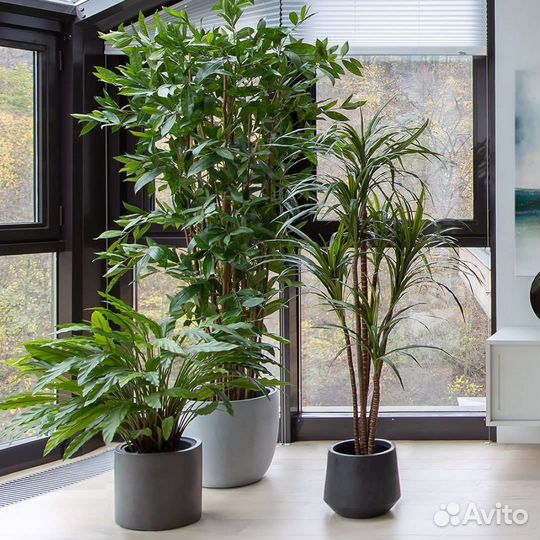 Растения, деревья в кашпо, арт 221, от