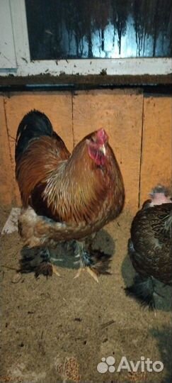 Породные куры, цыплята,яйцо,перепела