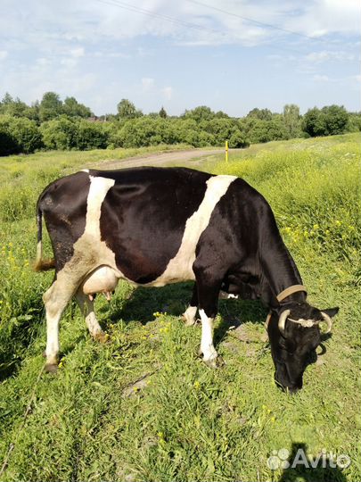 Корова дойная