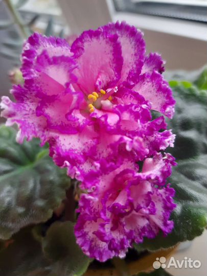 Листики сортовой фиалки с деткой