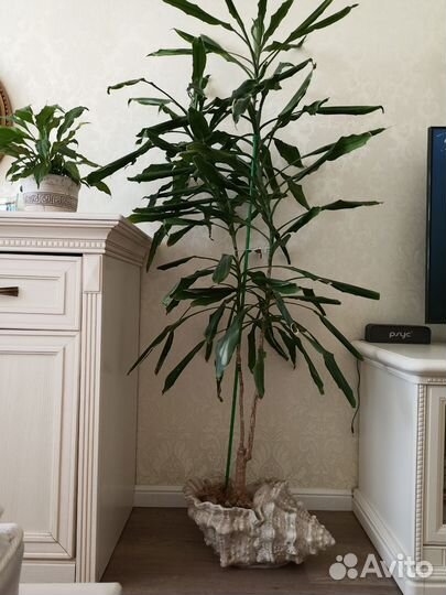 Пальма драцена