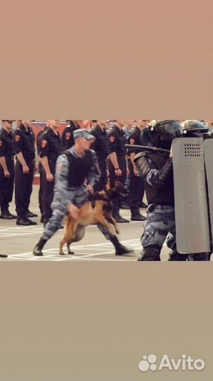 Кинолог с выездом дрессировка собак