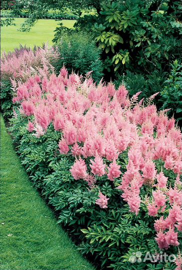 Астильба, хоста