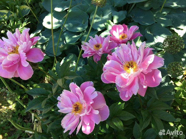 Пионы на осень