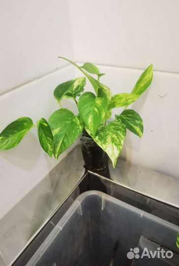 Сциндапсус