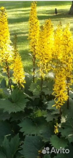 Бузульники