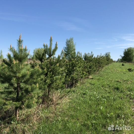 Сосна обыкновенная