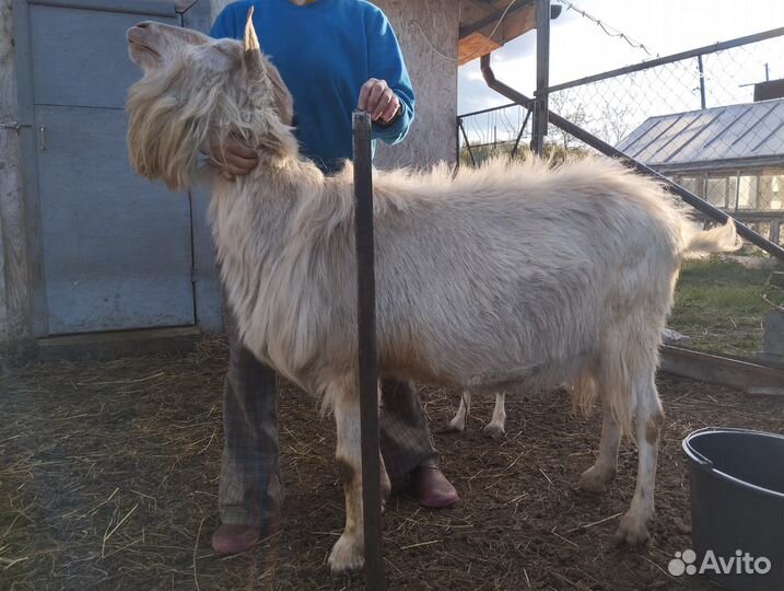 Козел Зааненский