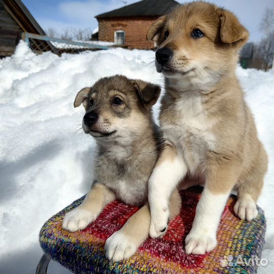 Щенки в добрые руки