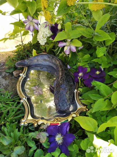 Мраморный сом