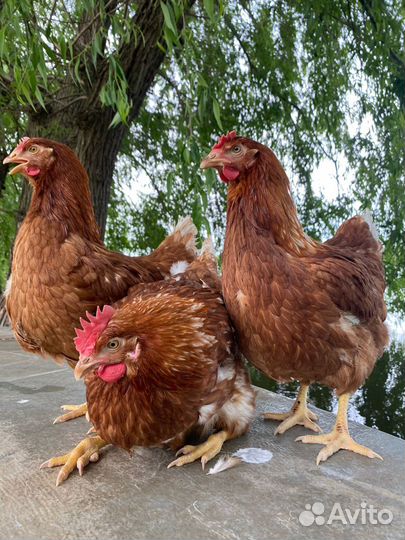Куры молодки несушки без обмана