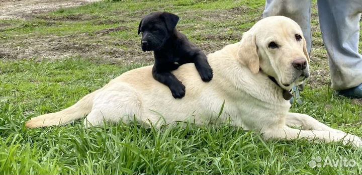 Щеночки лабрадора