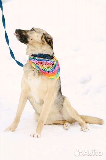 Не все собаки попадают в рай