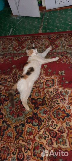 Отдадим кошечку в хорошие руки. Бесплатно