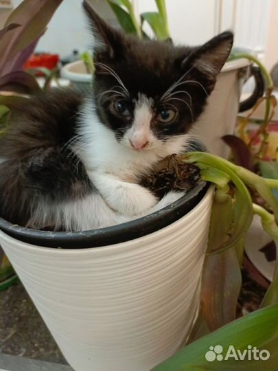 Кошка в дар бесплатно