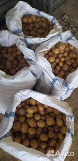 Картофель мелкий на корм животным