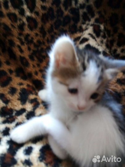 Котята,мальчики,в добрые руки