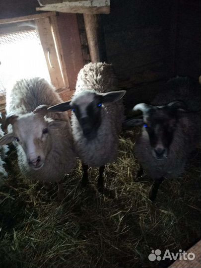 Овцы бараны