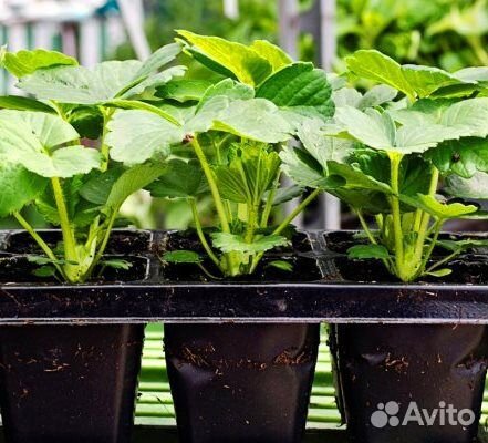 Саженцы ранней крупноплодной клубники