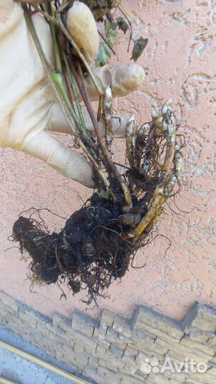 Астильба,монарда и другие садовые