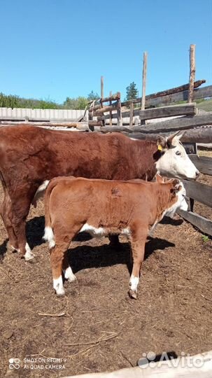 Корова с теленком