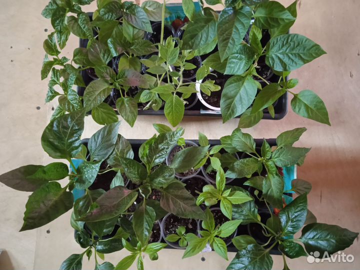 Рассада перца, томатов, Петуния, земляники