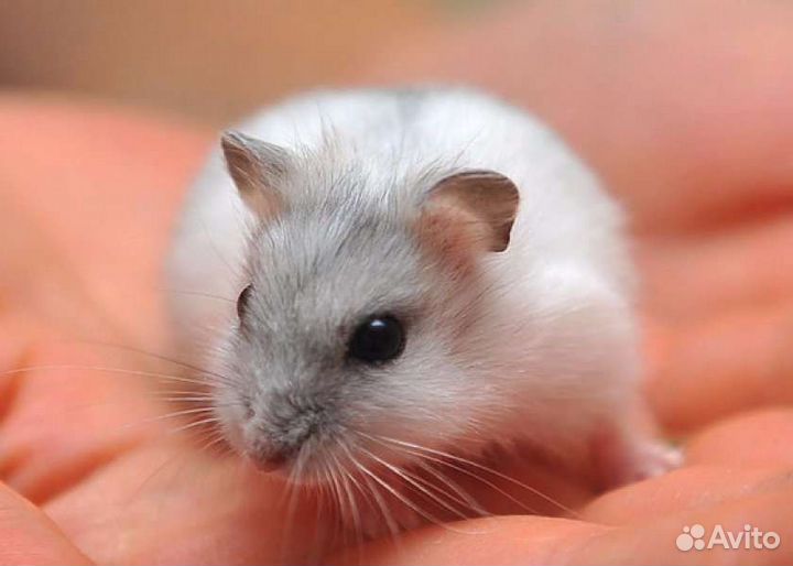 Джунгарики в добрые руки)